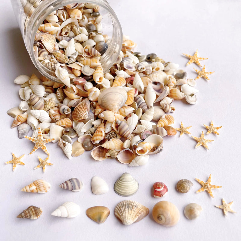1200 PCS Mixed Ocean Beach Spiral Seashells with 10 Small Starfish